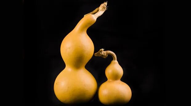 тыква горлянка в китае. тыква горлянка фэн шуй. китайская тыква горлянка. тыква лу лу. тыква подвеска лу ву фэн шуй.