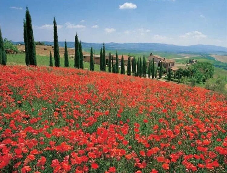 Тоскана бекс. Тоскана италия маки. цветущая тоскана. tuscany кыргызстан.