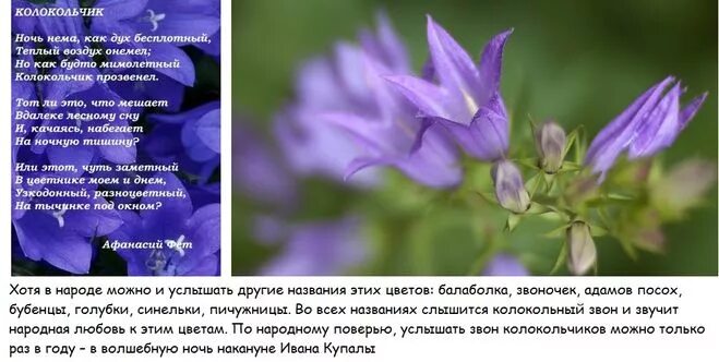 стих про колокольчик. колокольчик описание растения. колокольчик (кампанула) широколистный. строение цветка колокольчика. легенда о колокольчике цветке.