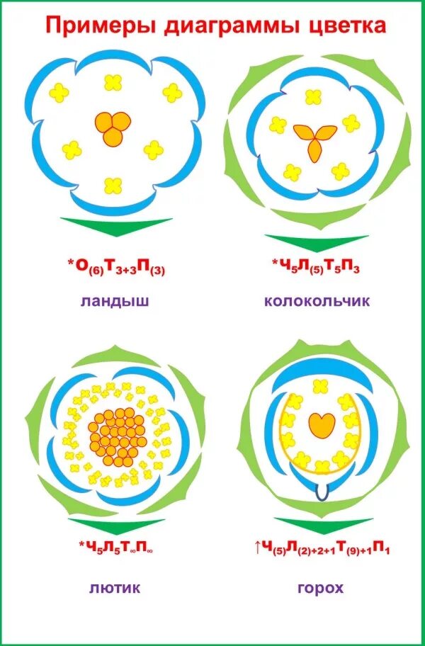 Формула и диаграмма цветка. Диаграмма цветка. Диаграмма цветка покрытосеменных. Строение цветка сложноцветных диаграммы. Василек шероховатый диаграмма цветка.