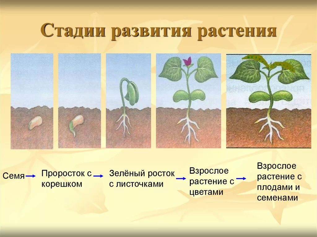 Этапы роста и развития растения