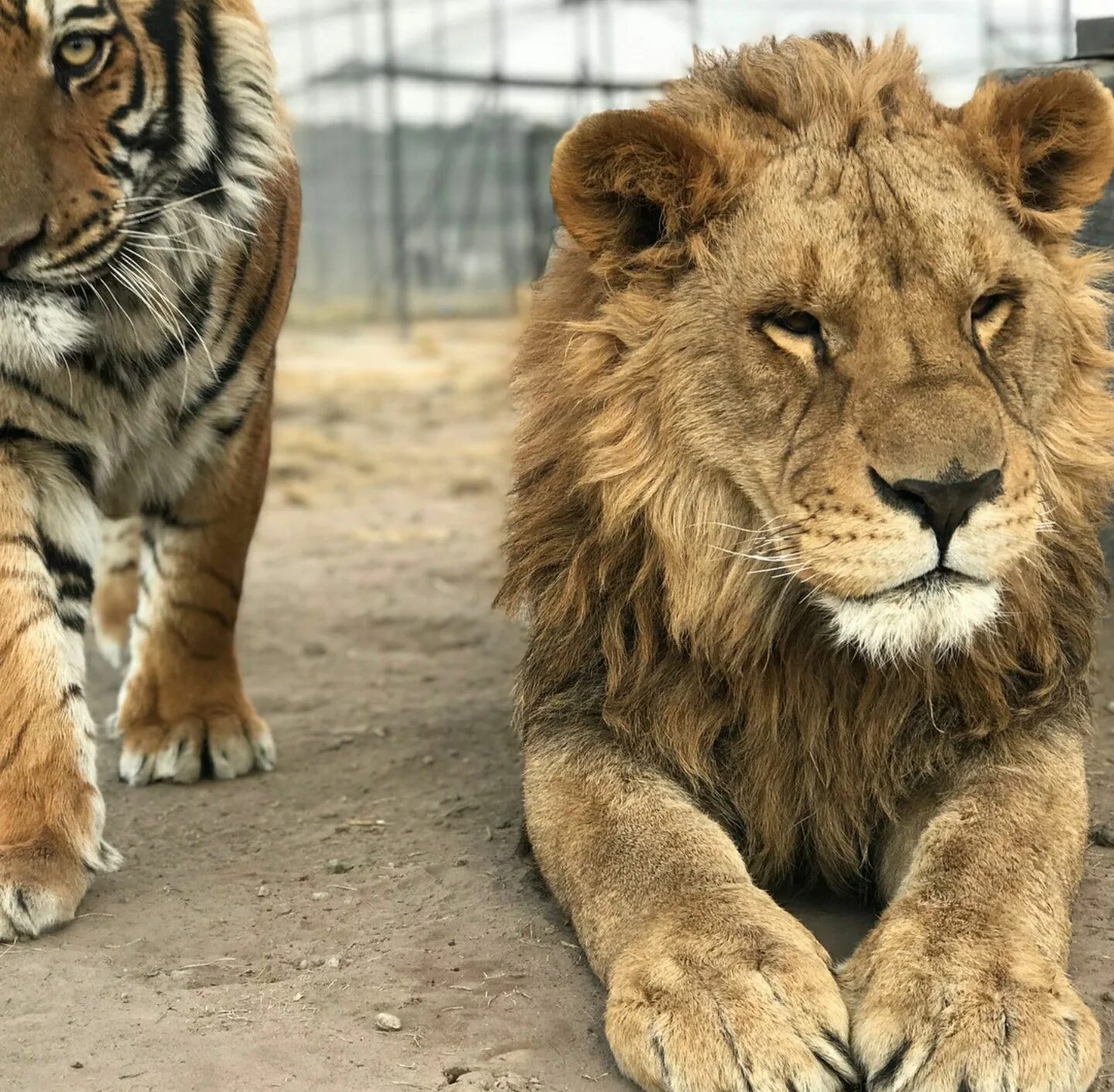 Про лев тигра. Лев и тигр. Картинки Львов и тигров. Тигр сильнее Льва. Лев и тигрица.