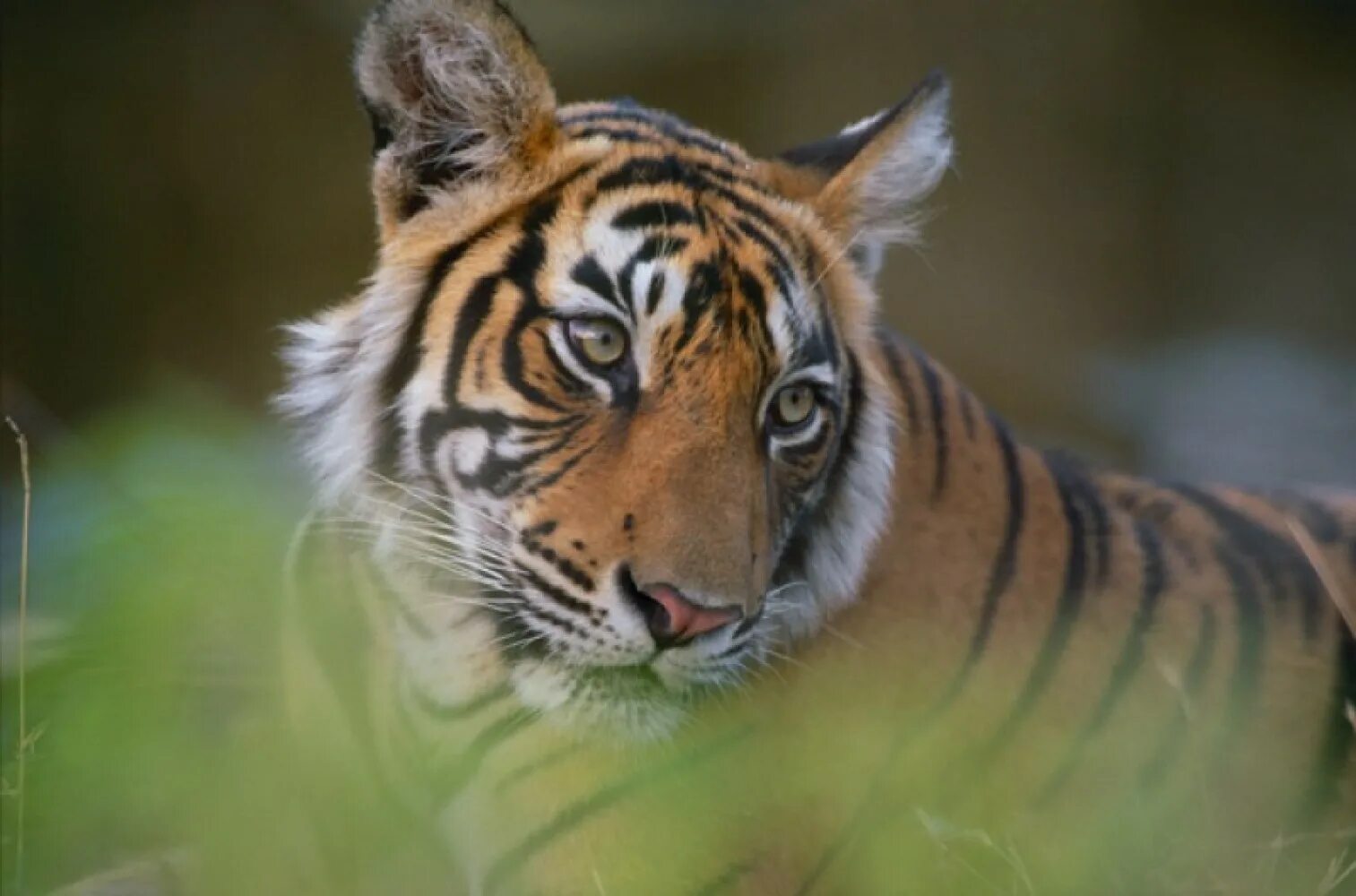 Тигр трафарет для рисования. Tiger tom. Тигр с boos. Тигр сафари парк геленджик. Тигр из том и джерри.