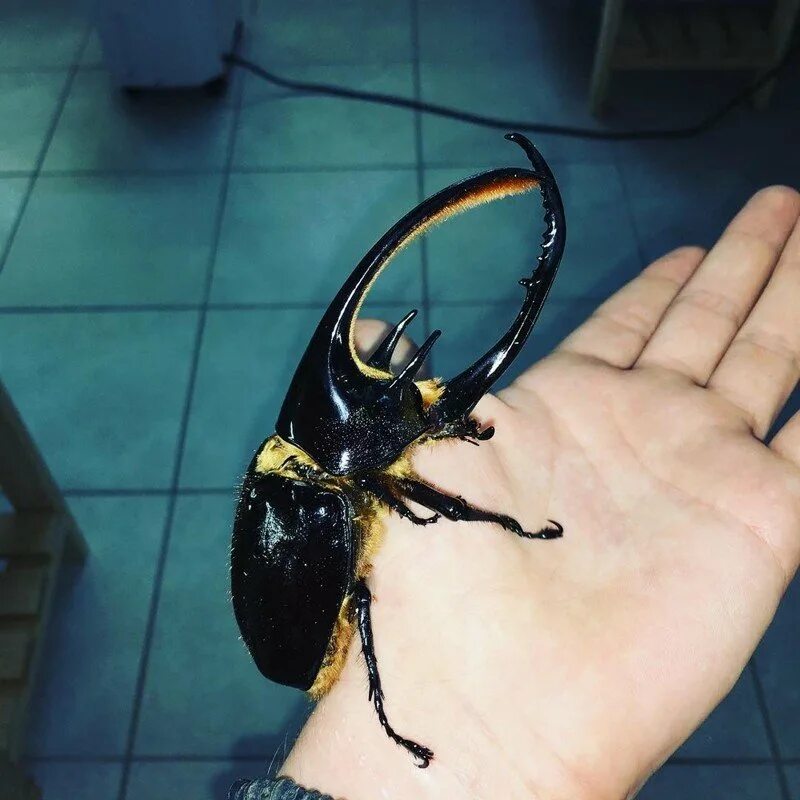 Black and white weevil (frontal) Insects, Cool insects, Beautiful bugs