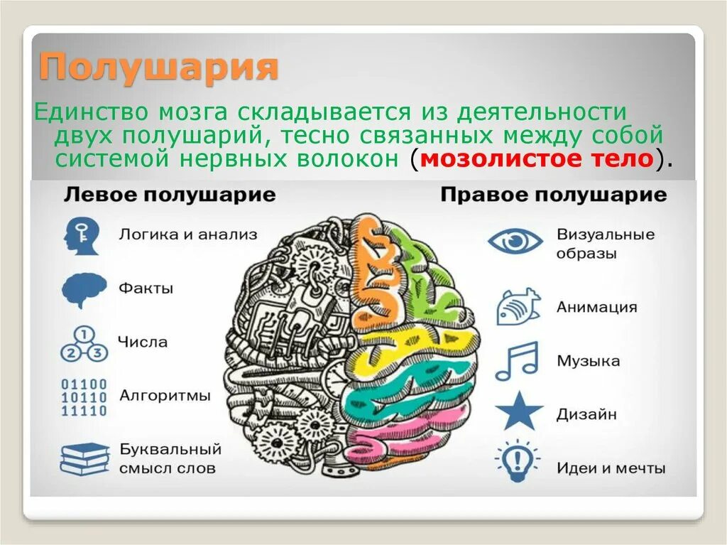 Развитие мозга возраст. Полушария мозга. Полушария мозга для детей. Два полушария мозга. Развитые полушария мозга.