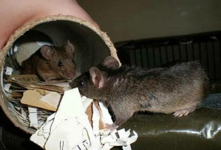 Крыса. Куда отдать крыс. Куда отдать крыс. Крыса с крысятами. Мышь подвальная.