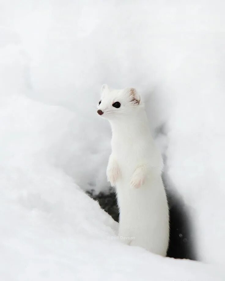 Как выглядит белая ласка Mustelid Weasel Family, Adaptations, & Characteristics Britannica