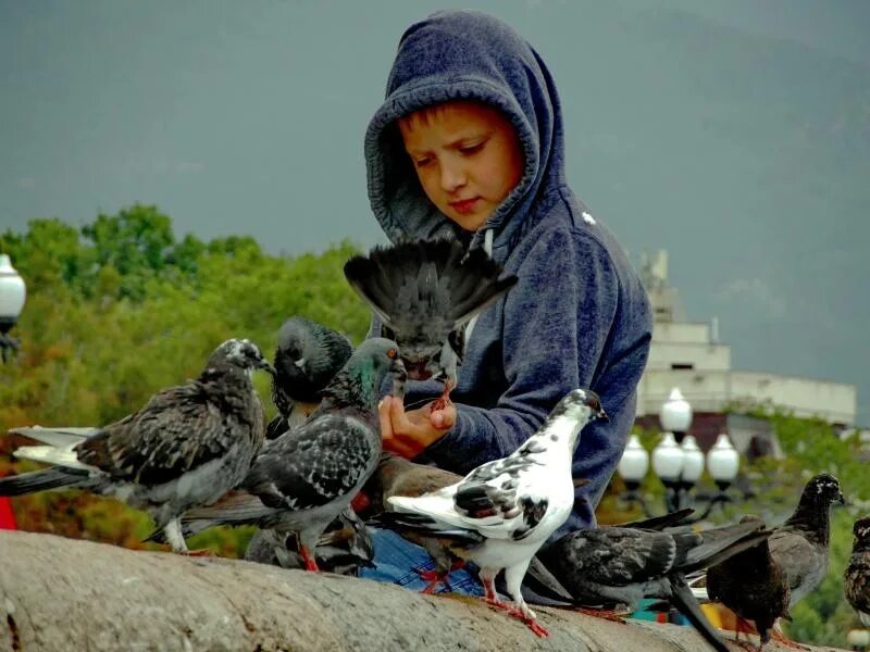Мальчик и птица полностью. Мальчик с голубем. Дети голубей. Фотосессия с голубями. Человек кормит птиц.