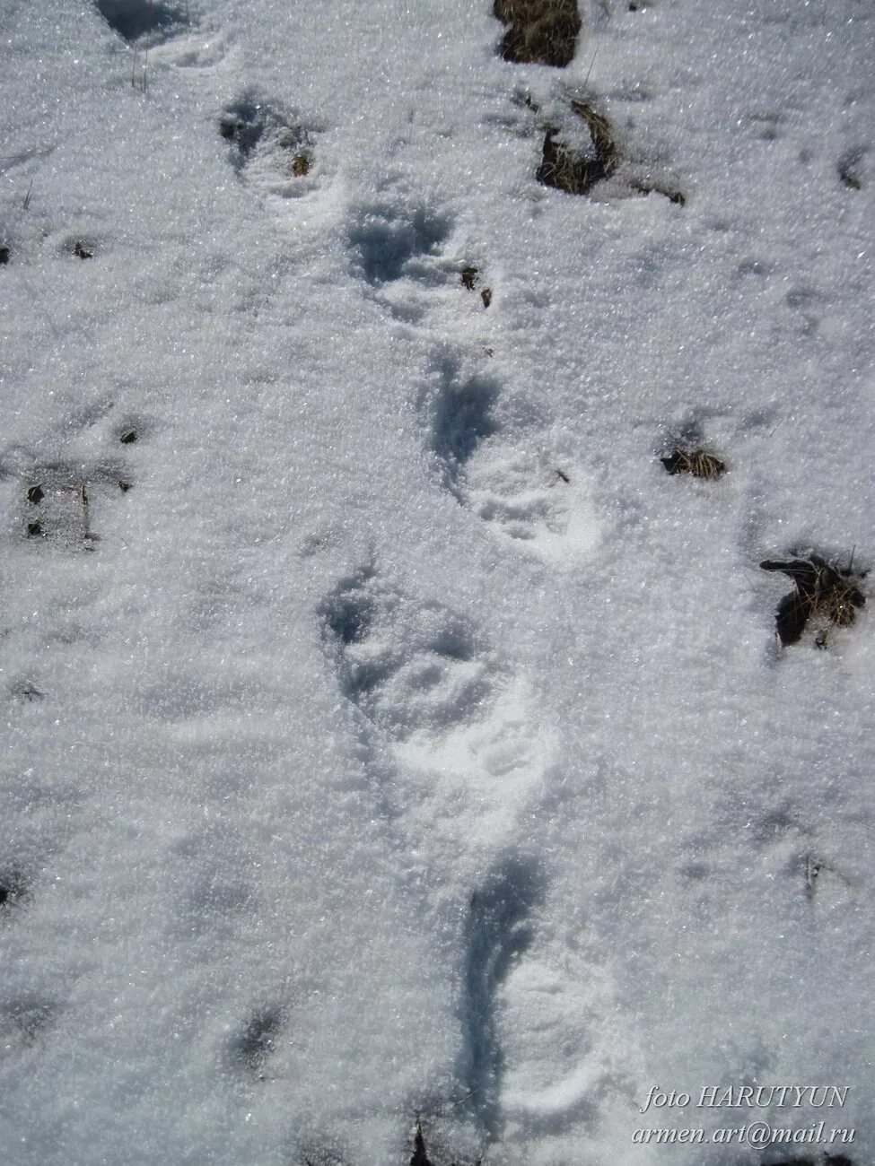 Следы медведя на снегу. Медвежьи следы на снегу. Следы медведя на снегу фото. Медвежьи следы на снегу фото.