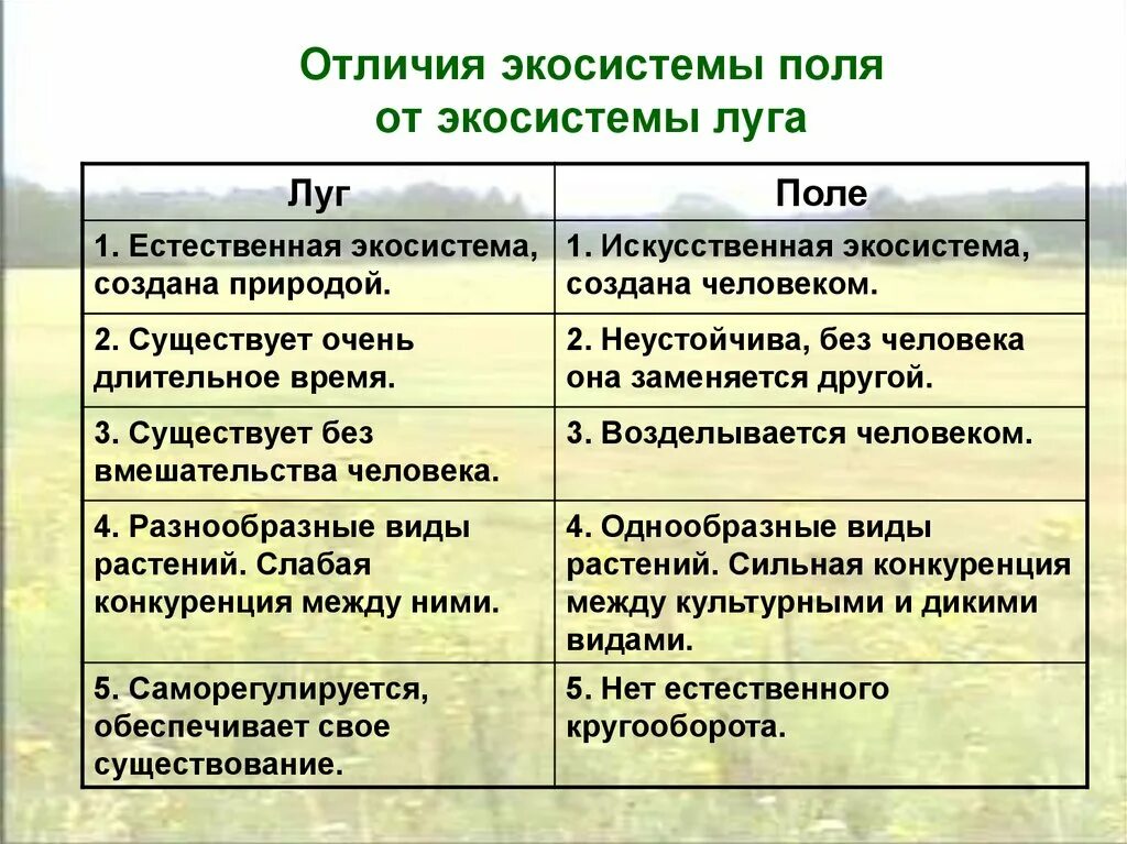 Природная экосистема характеристика. Поле и луг сходства и различия. Естественные и искусственные экосистемы. Характеристика растительных сообществ. Таблица по биологии природные сообщества