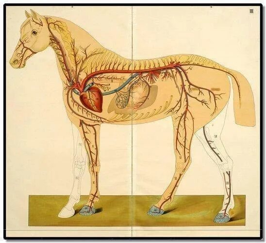 Анатомия лошади лимфатическая система. Анатомия коровы лимфатическая система. Кровеносная система коровы анатомия. Кровеносная система лошади анатомия.