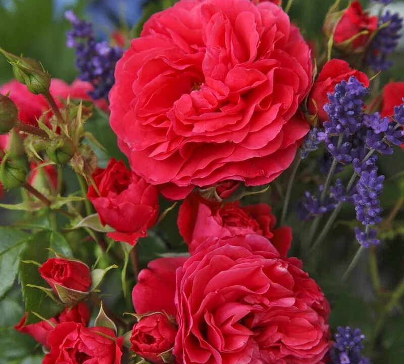 Черри герл cherry girl роза. Флорибунда черри герл. Роза кордес черри герл. Черри герл. Флорибунда черри герл.