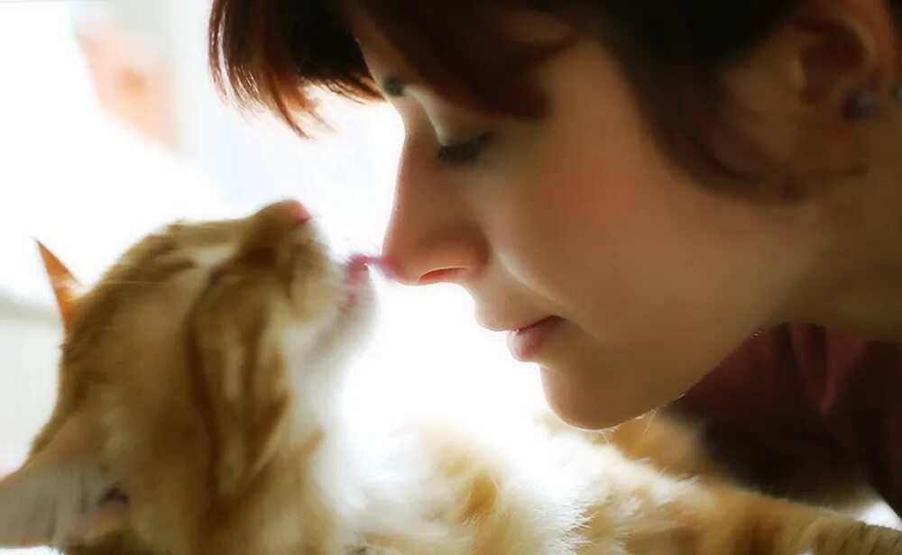 Сильный запах кошки. Девушка с котом во рту. Несвежее дыхание у кошек. Неприятный запах изо рта у кошки.