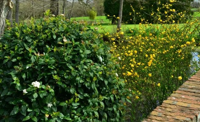 Kerria japonica - sculptural shrub (With images) Shade garden, Japonica, Yellow 