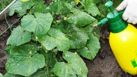 Можно ли опрыскивать огурцы перекисью