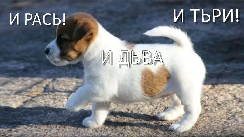 Щенок такой тщедушный был его я щами всё. Слово собака. Кутенок значение слова. Скороговорка про собаку. Кутенок.