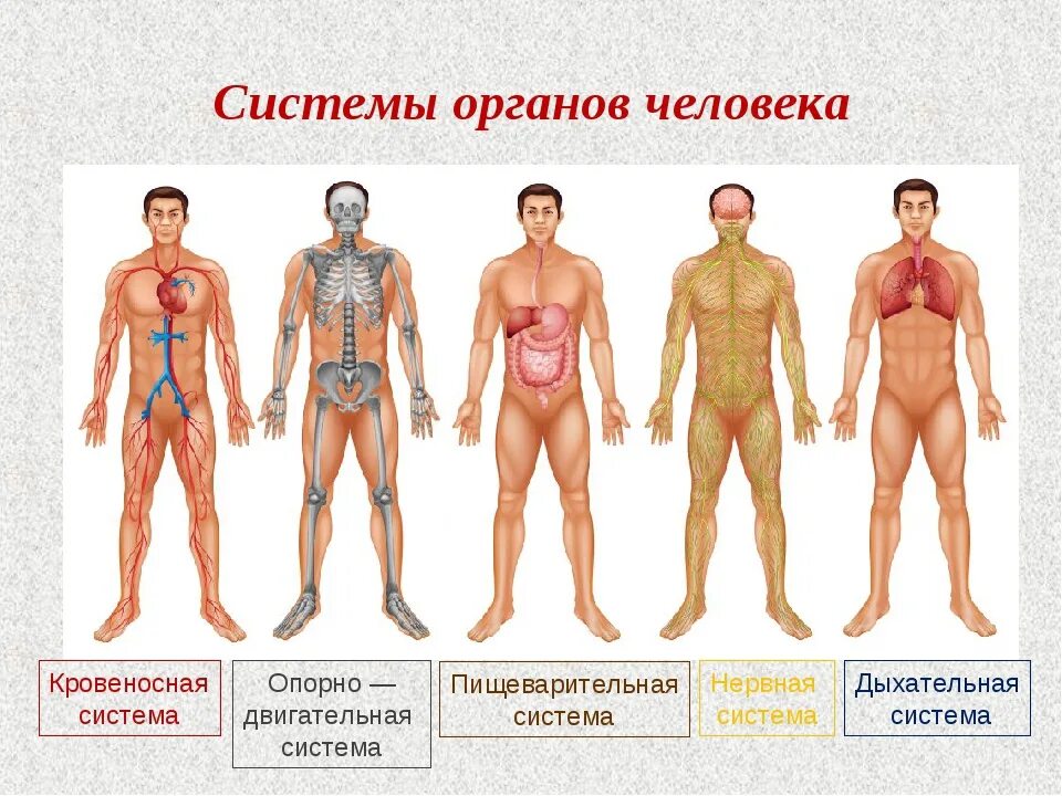 Высшие органы человека. Системак органовчеловека. Органы и системы органов человека. Системаорганогв человека. Человек в системе.