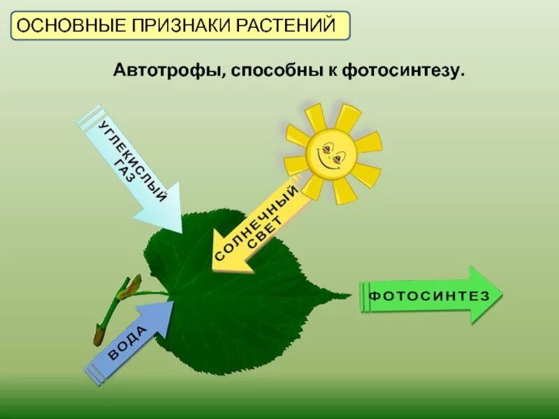 Признаки растений. Признаки царства растений. Основные признаки растений. Очновны призан растений. 5 основных признаков растений