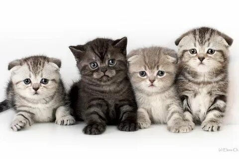 Имя шотландскому вислоухому коту