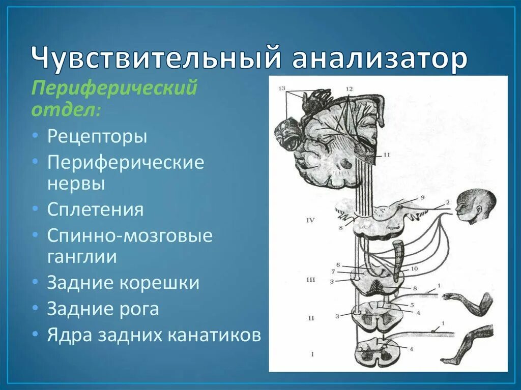 Анализатор состоит из рецепторов и проводящих. Чувствительный анализатор и его составные части. Чувствительный анализатор периферический отдел. Строение чувствительного анализатора. Чувствительный анализатор анатомия.