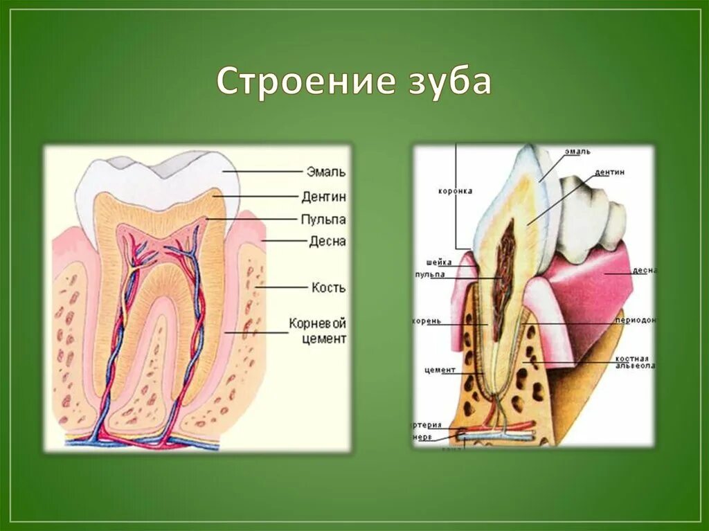 Зубы человека рисунки