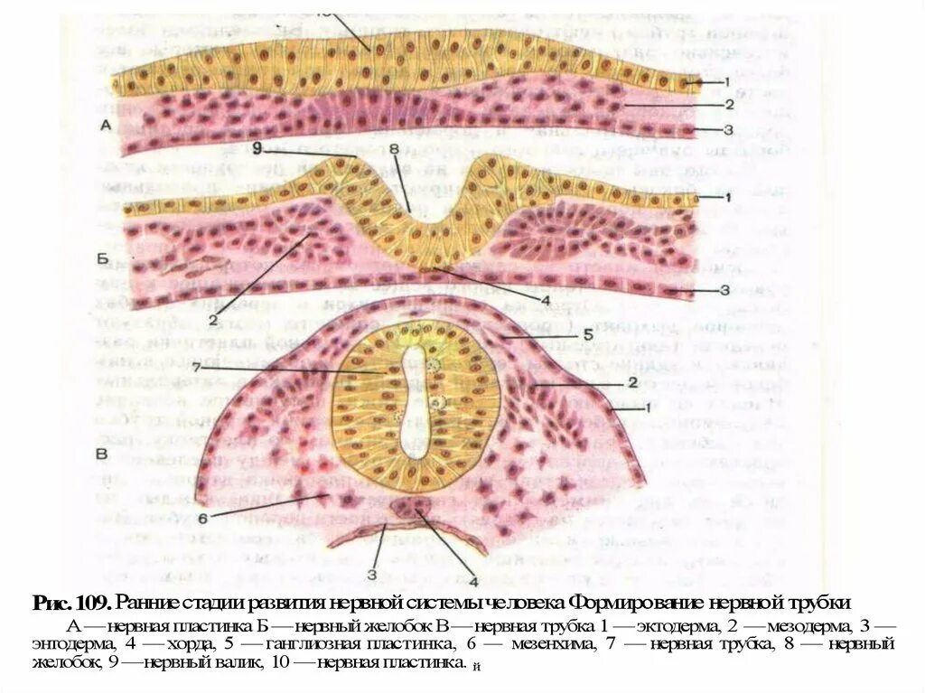 Спинной мозг из эктодермы. Нервная трубка гистология. Поперечный разрез нервной трубки препарат. Нервная трубка пластинка плакоды. Эктодерма нервная трубка.
