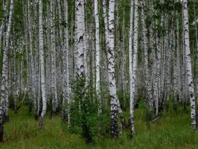 Густая березовая роща