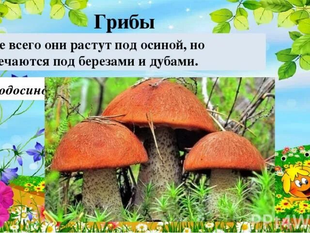 Под березой под осиной. Под осиной. что растет под осиной. чаще сегодня растут под осиной но встречаются под березами и дубами. почему подосиновик растет под осиной.