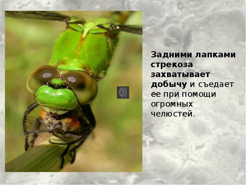 Сколько ног у стрекозы ответ 3. Факты о стрекозах. несколько интересных фактов о стрекозах. стрекоза презентация. презентация на тему стрекозы.