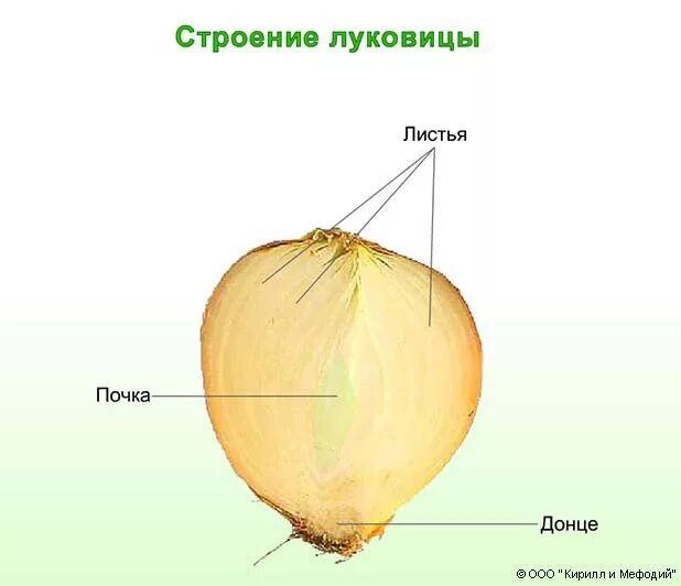 Рис луковица видоизмененный подземный побег. Продольный срез луковицы рисунок. Лук репчатый строение луковицы. Изучение строения луковицы. Видоизменённый побег луковица.