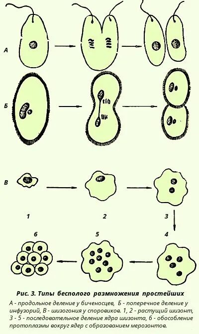 Типы бесполого размножения схема. Размножение делением схема. Схема процесса деления бесполого размножения. Формы бесполого размножения простейших.