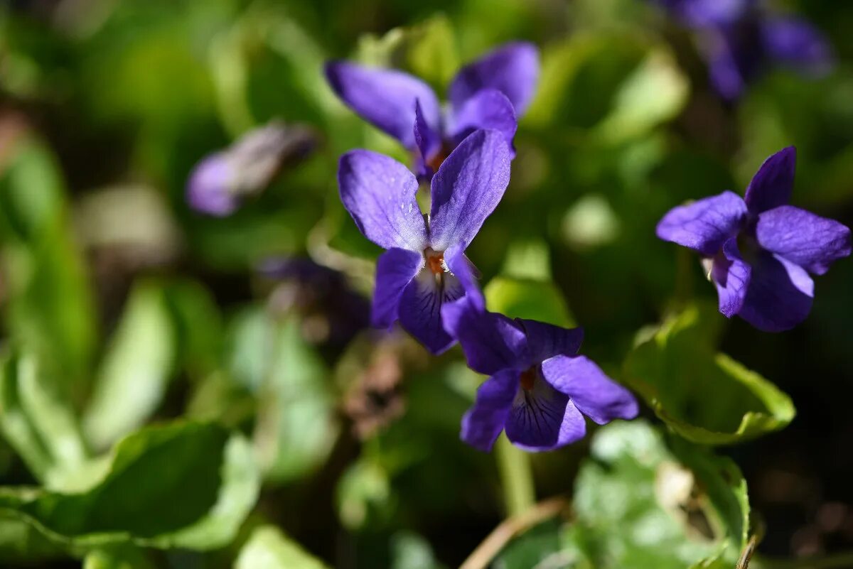 Фиалка удивительная - Viola Mirabilis l.. Фиалка Эндорфин. Фиалка дикий виноград. Breezy Blue фиалка. Фиалка мелкие