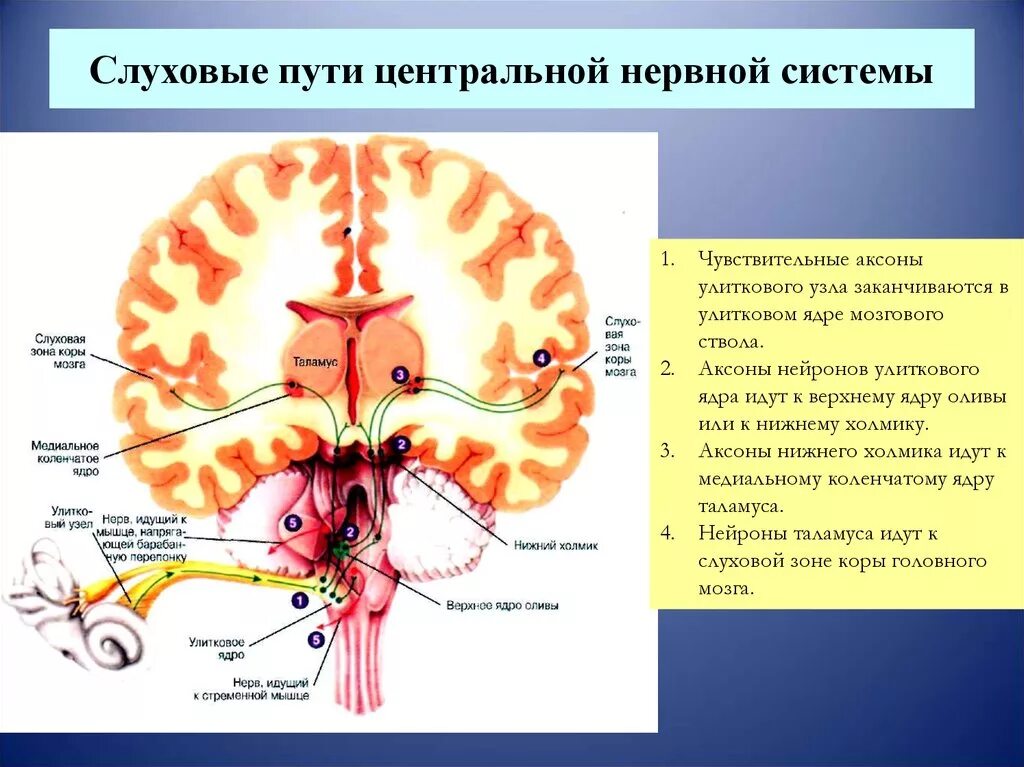 Преддверно улитковый анализатор схема. Преддверно-улитковый нерв анатомия. Расположение ядер слухового анализатора. Ядра преддверно улиткового нерва. Ядра центральной нервной системы