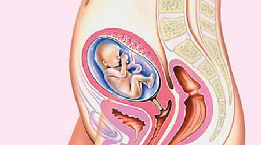 Матка в 14 недель. 12 Недель беременности расположение плода. Организм беременной женщины. Расположение ребенка в матке. Расположение матки на 19 неделе.