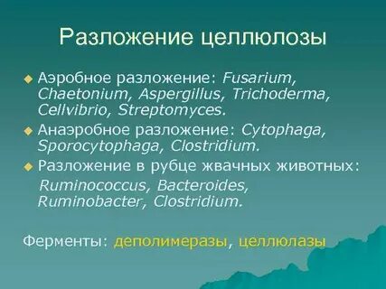Способны расщеплять целлюлозу