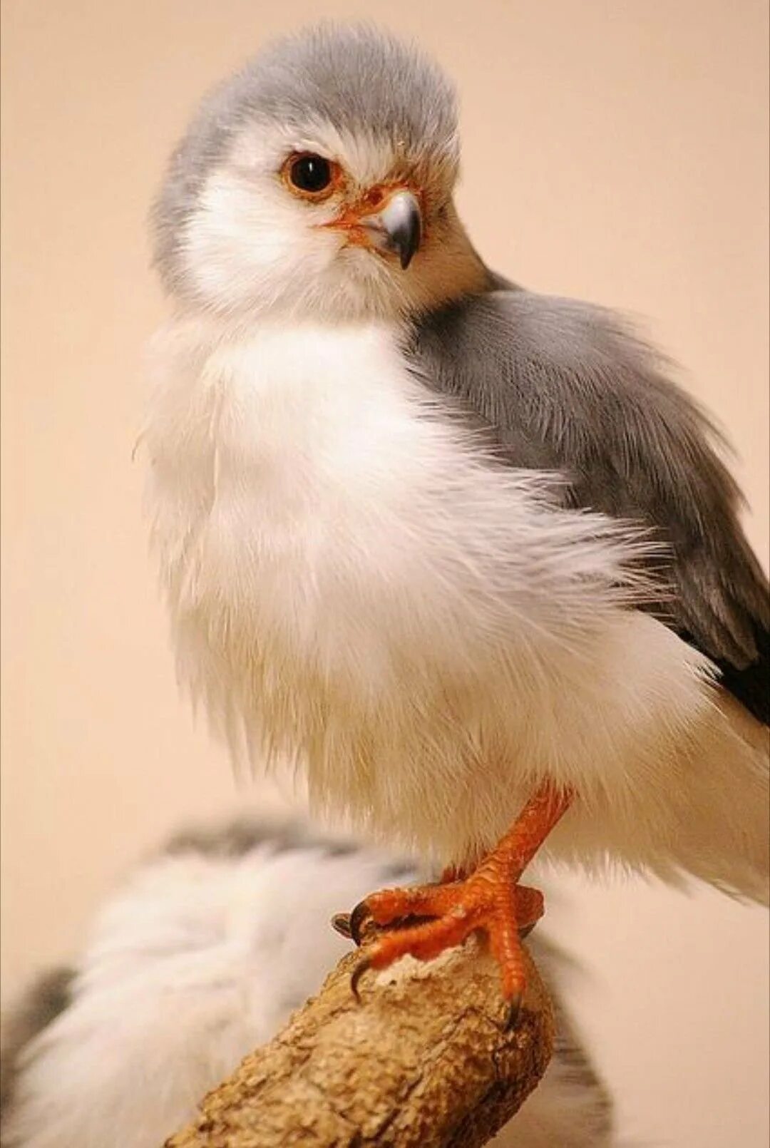 Pygmy falcon птица. Карликовый сокол мути. Сокол пигмей. Белолобый сокол-крошка. Карликов сокол.