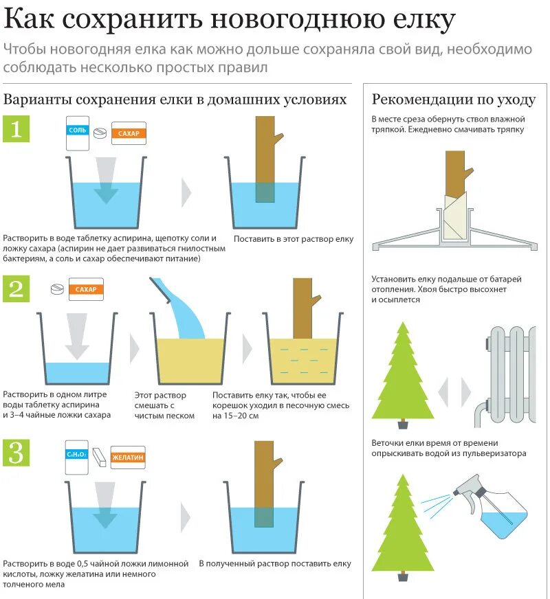 Елка живая. Елка живая как сохранить дольше. Голубая ель на байкале. Новогодние инфографики. Ель крус.