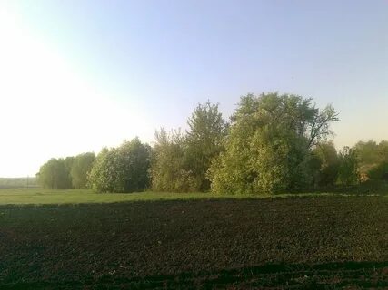 Новая абрамова грушевка