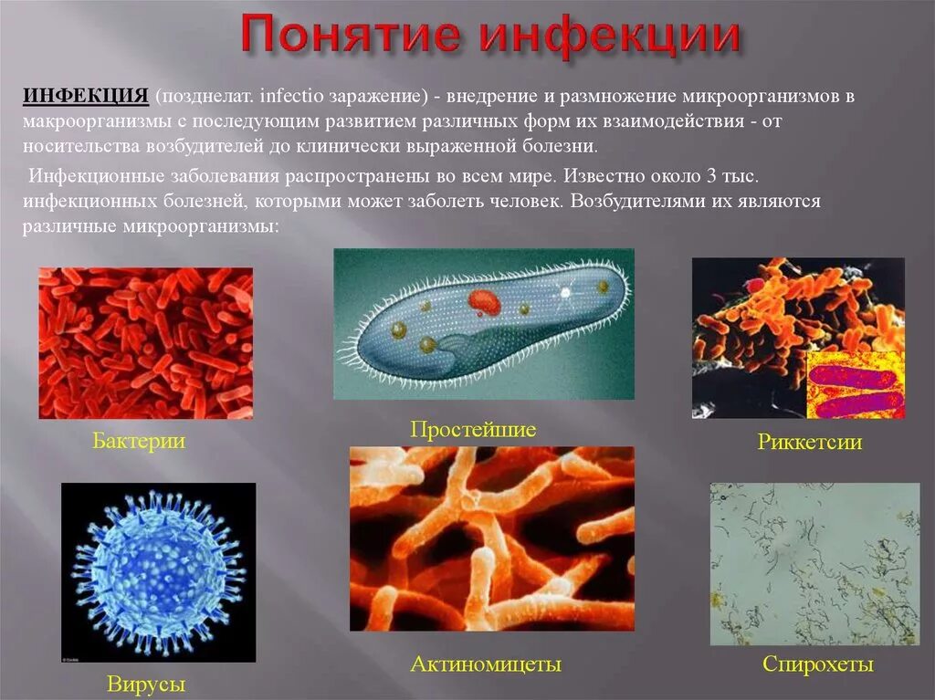 Примеры различных заболеваний. Возбудители инфекционных заболеваний. Возбудители бактериальных инфекционных заболеваний. Микроорганизмы возбудители заболеваний. Микробы возбудители инфекционных заболеваний.