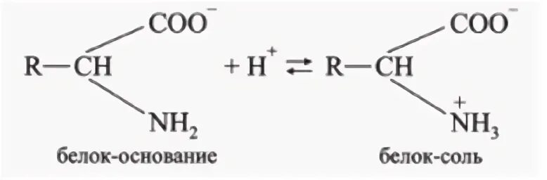 Белки соли