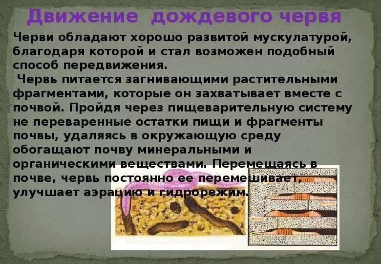 Черты приспособления червя. Среда обитания дождевых червей. Дождевой червь среда обитания. Роль дождевого червя в почвообразовании. Характеристика дождевого червяка.