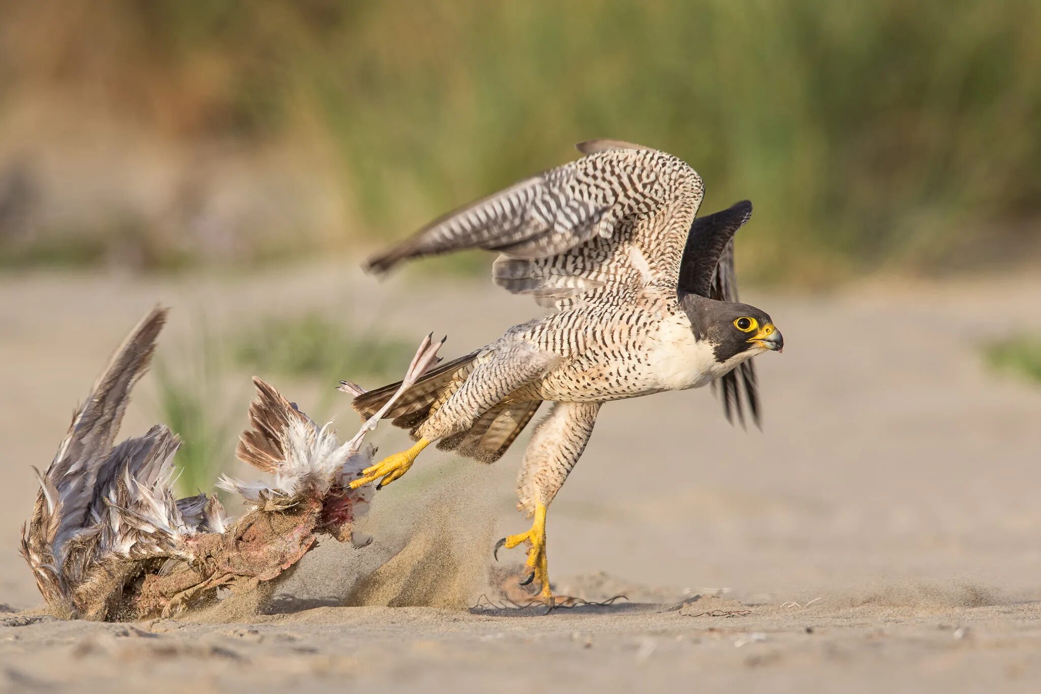 Сокол сапсан ястреб коршун. Орел сокол ястреб. Хищные птицы египта. Ястреб дают. Ястреб-тетеревятник ястребиные.