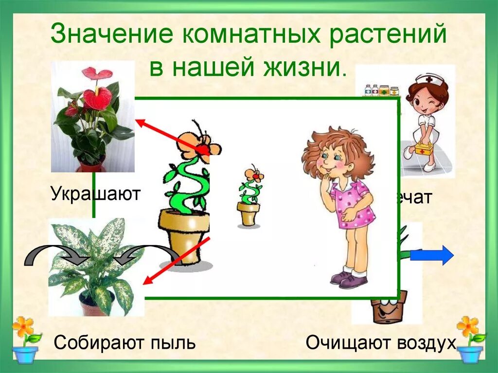 Тема урока комнатные растения. Комнатные растения 2 класс окружающий мир. Комнатные растения презентация. Комнатные цветы для дошкольников.