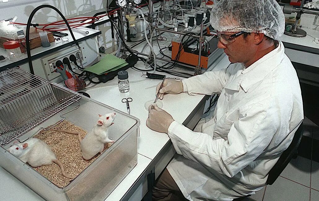 Animal laboratory. Animal laboratory. Лабораторные животные. Лабораторные мыши. Мышиный рай эксперимент.