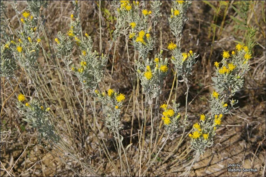 Galatella villosa - Image of an specimen - Plantarium