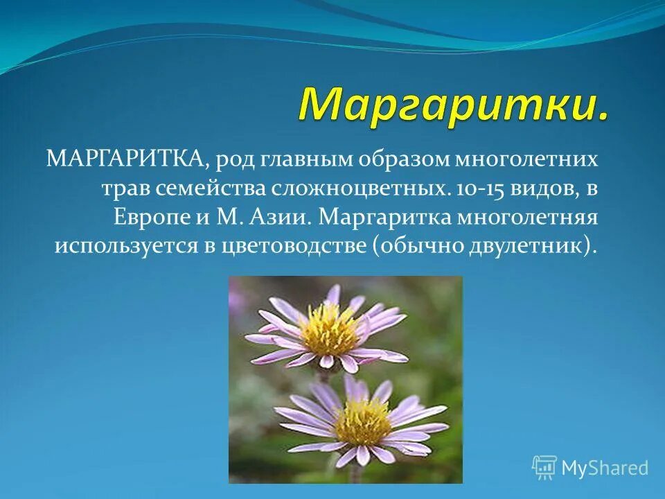 цветы для презентации. описание цветов маргаритки. маргаритка лечебные. маргаритка многолетняя описание. маргаритка многолетняя клумбовые растения.