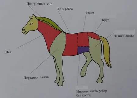 Жыныстық қатынас кезіндегі экспрессия