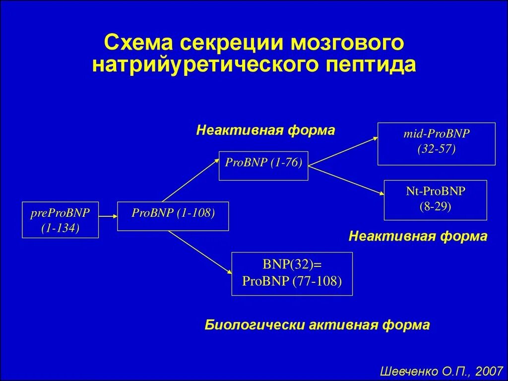 Пептид 32 мозга натрийуретический что это значит. N терминальный мозговой натрийуретический пептид норма. Натрийуретический пептид ХСН. Мозговой натрийуретический пептид (NT-PROBNP) норма. Норма терминального фрагмента натрийуретический пептид.