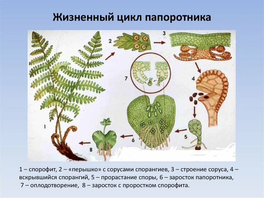 Жизненный цикл папоротника щитовника мужского схема. Папоротник Щитовник мужской размножение. Папоротник Щитовник мужской схема. Жизненный цикл папоротника щитовника. Жизненные циклы высших споровых