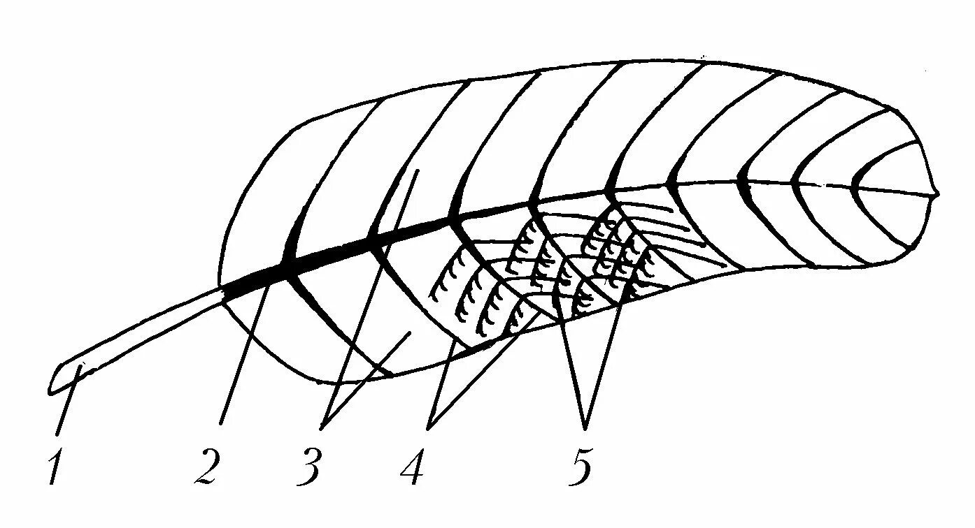 Рисунок контурного пера птицы. Строение опахала контурного пера. Схема строения опахала пера птицы. Строение опахала контурного пера птицы. Строение контурного пера птицы.